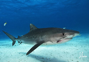 A watchful Tiger Shark eyes me up as I get a wide angle s... by Steven Anderson 